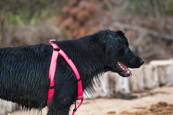 Wet Black Dog Red Collar Beach — Stock Photo, Image