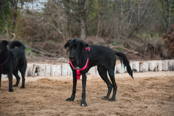 Wet Black Dog Red Collar Sand Beach — Stock Photo, Image