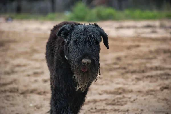 Wet Black Dog Full Sand Beach — Stock Photo, Image