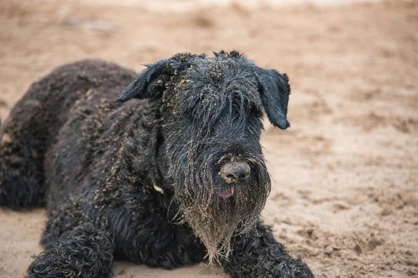 Wet Black Dog Full Sand Beach — Stock Photo, Image