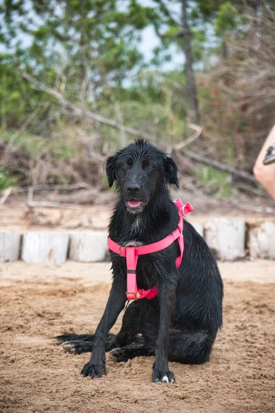 海滩上 一条红色领子的黑狗躺在沙滩上 — 图库照片