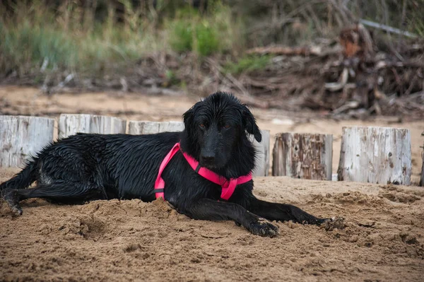 海滩上 一条红色领子的黑狗躺在沙滩上 — 图库照片