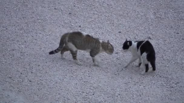 Stray Cats Get Conflict Approach Combat Street Cats Fight Two — 图库视频影像