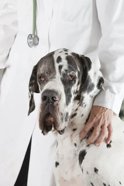 Harlequin Great Dane — Stock Photo, Image