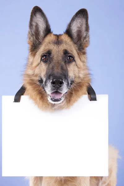 Cão e banner em branco — Fotografia de Stock