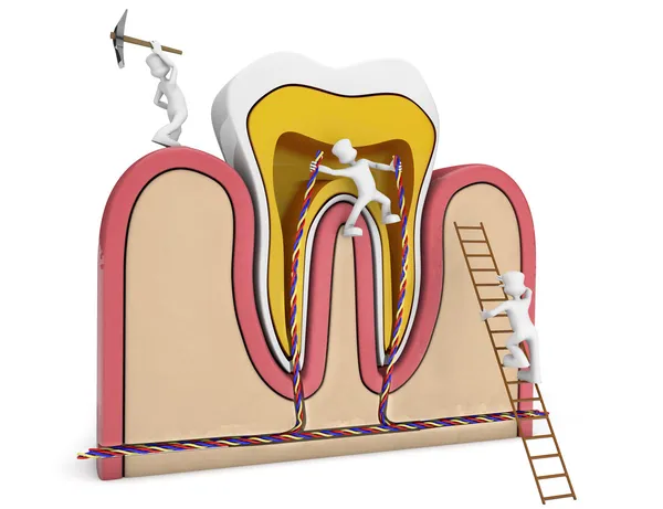 Diente de perforación de gérmenes — Foto de Stock