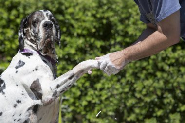 Dog Bathing clipart