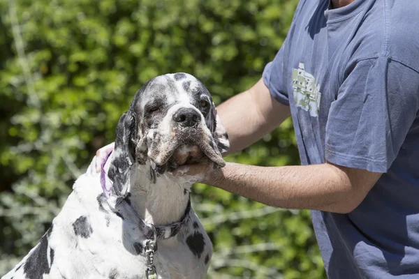 Great Dane with a sad, bath time — Stock Photo, Image