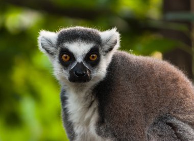Lemur portre