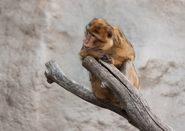 Retrato de macaco — Fotografia de Stock