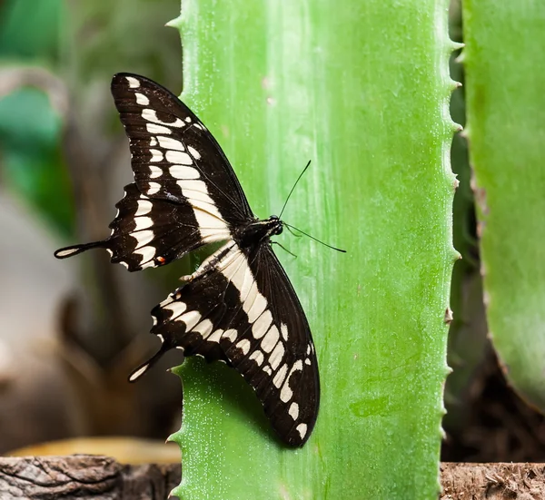 Cauda de andorinha gigante (Papilio cresphontes ) — Fotografia de Stock