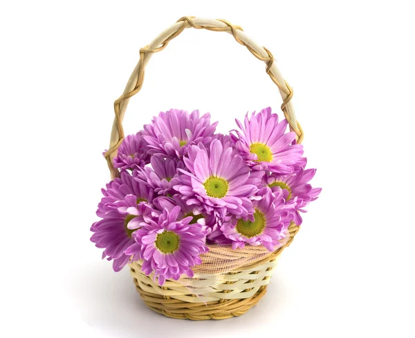 Oaklets in a basket — Stock Photo, Image
