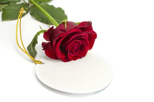 La rosa yace en una tarjeta — Foto de Stock