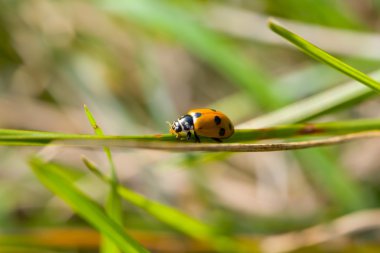 Ladybird ahşap