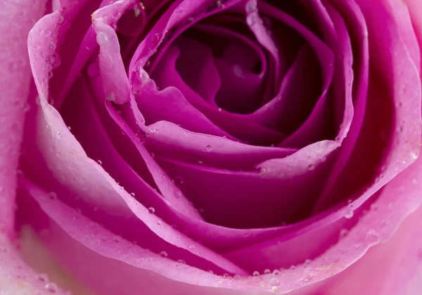 Rose pink close-up — Stockfoto