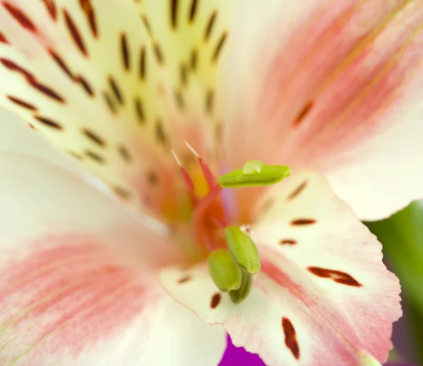 Orquídea com orvalho de perto — Fotografia de Stock