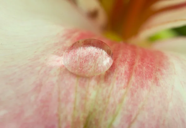 露に蘭の花のクローズ アップ — ストック写真