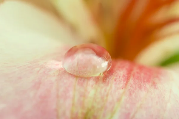 露に蘭の花のクローズ アップ — ストック写真