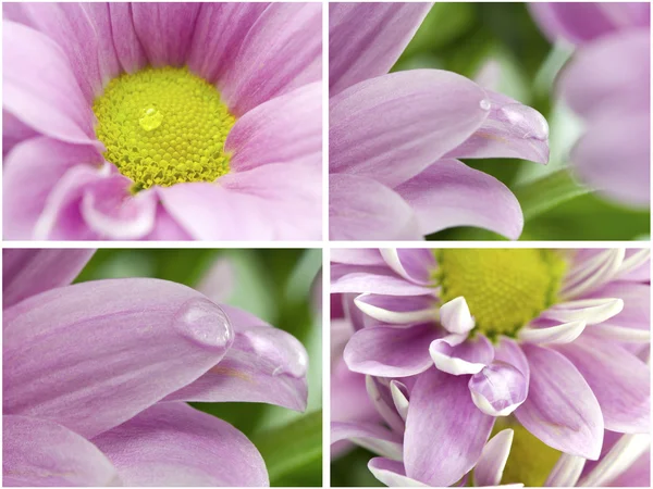 Collection. Macro chrysanthemums — Stock Photo, Image