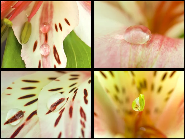Collection. Macro orchids — Stock Photo, Image