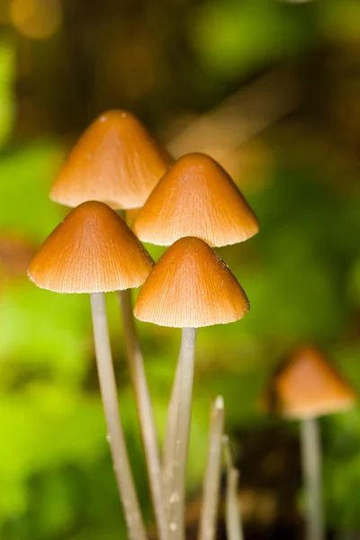 Wood mushrooms close up — Stock Image Wood mushrooms close up Stock Picture