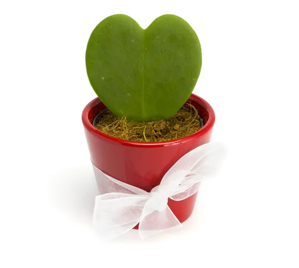 Cuore di cactus in una pentola rossa — Foto Stock