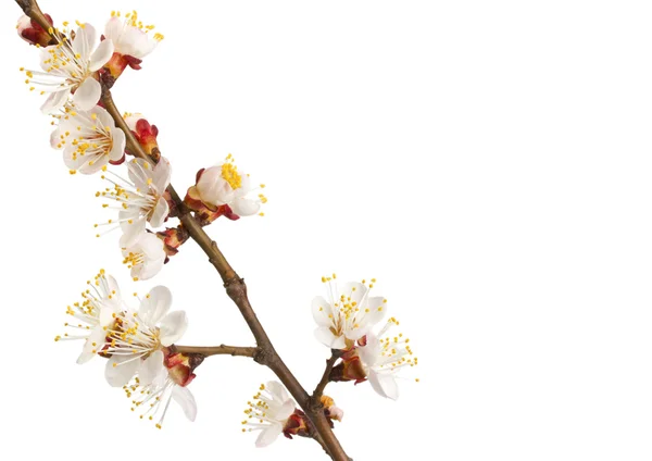 Flowering branch of sweet cherry — Stock Photo, Image