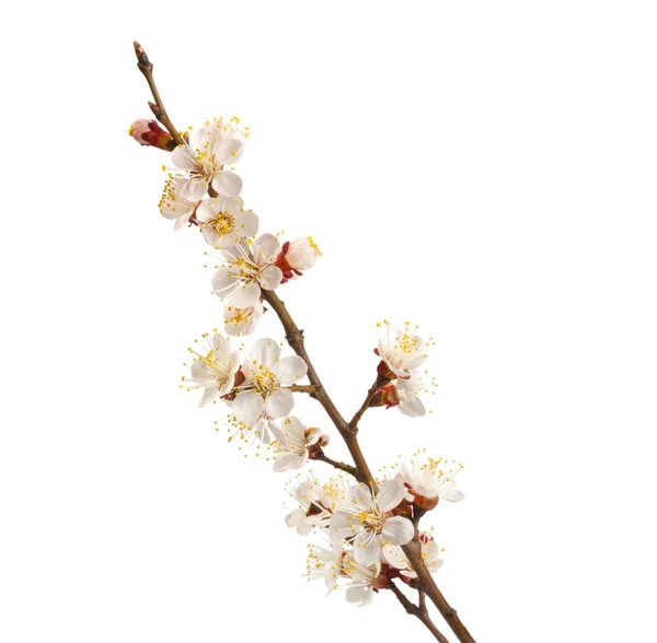 Flowering branch of sweet cherry — Stock Photo, Image