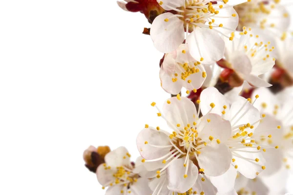 Flowering branch of sweet cherry — Stock Photo, Image