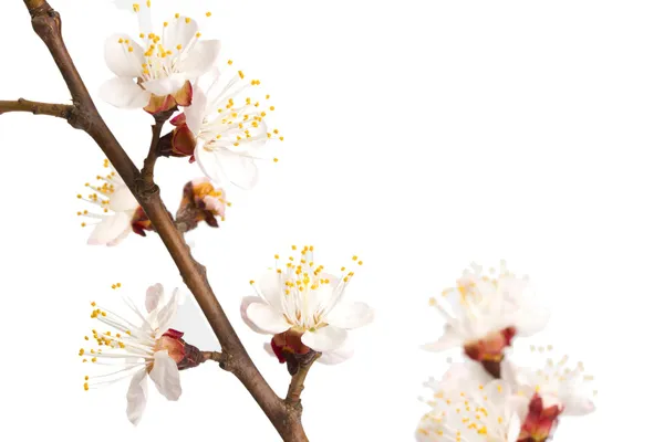 Flowering branch of sweet cherry — Stock Photo, Image
