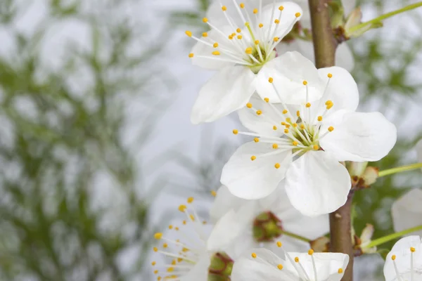 Frame. Cherry blossoms — Stock Photo, Image