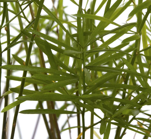 yeşil çim krupnyym planı