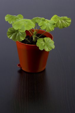 bir tencerede Sardunya