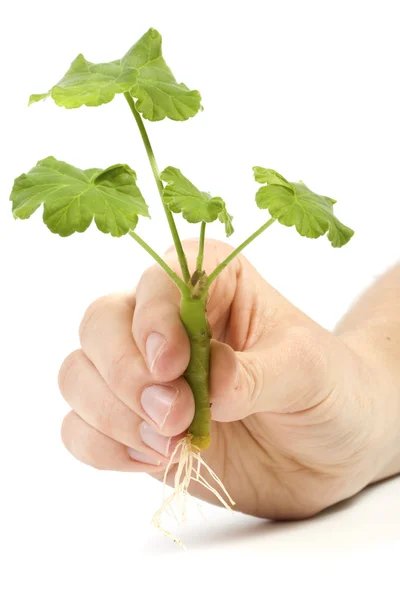 A girl holding a geranium with root — Stock Photo, Image