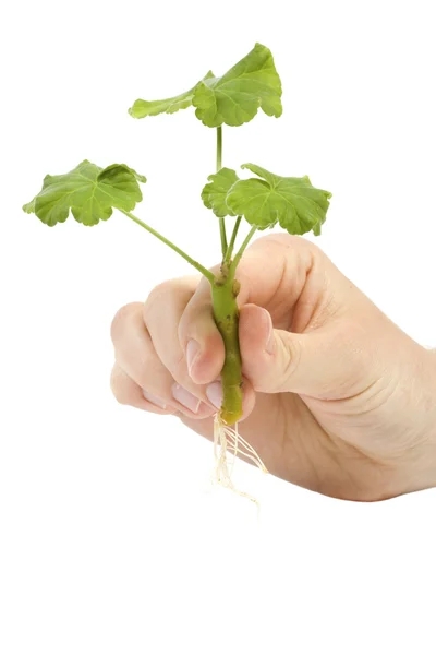 A girl holding a geranium with root — Stock Photo, Image