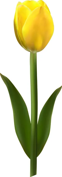 Tulipa amarela em um fundo branco —  Vetores de Stock