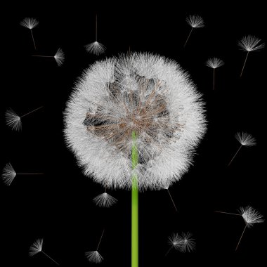 tohumları bir karahindiba Rüzgar tarafından yapılmaktadır