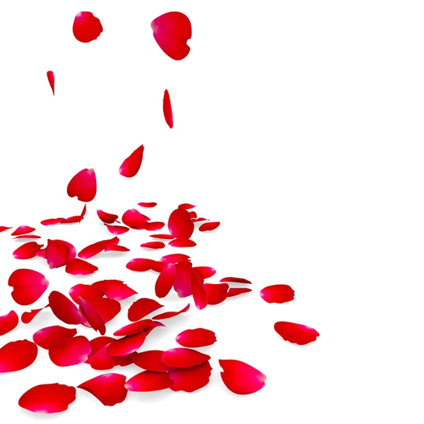 Petals of roses fall on a floor — Stock Photo, Image