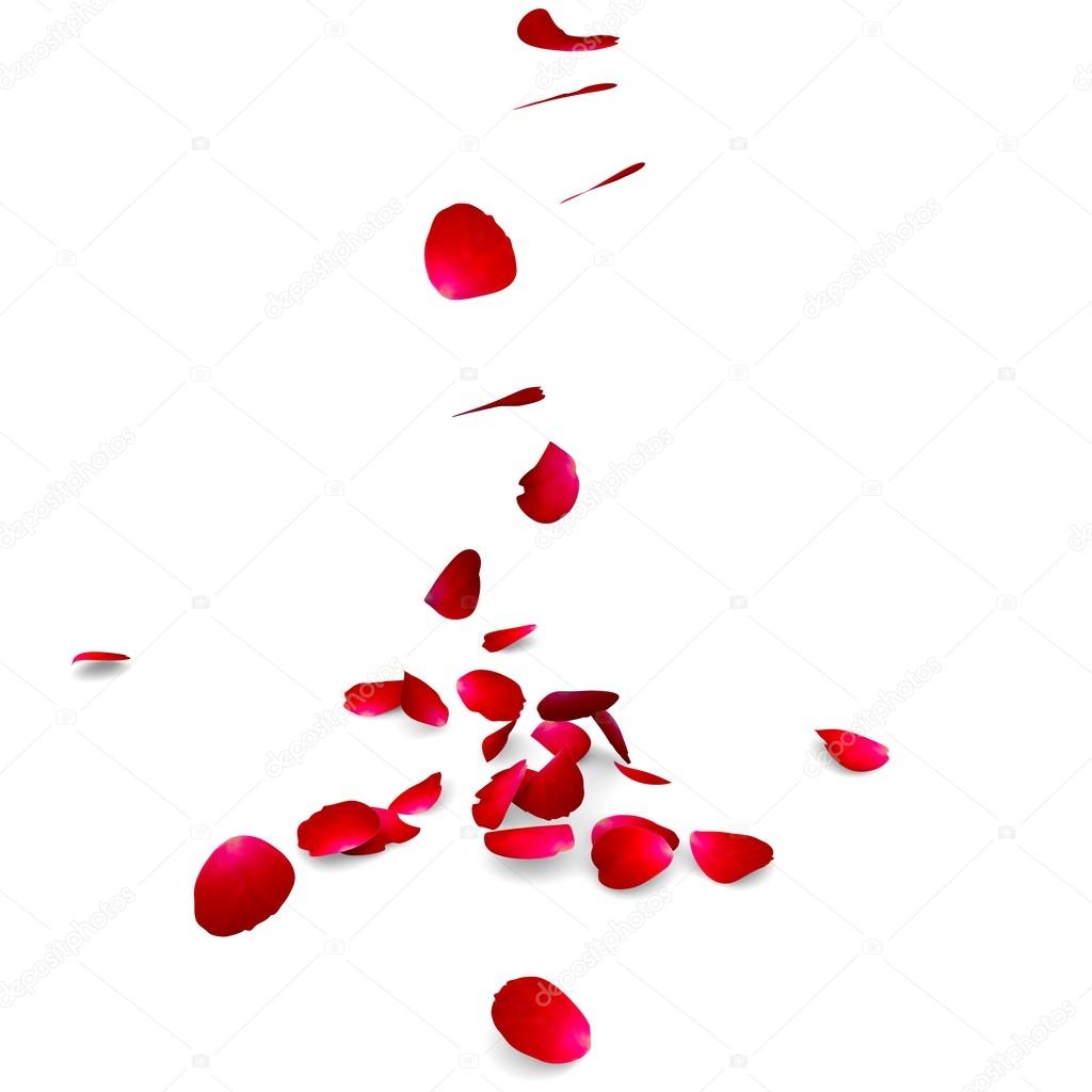 Petals of roses fall on a floor