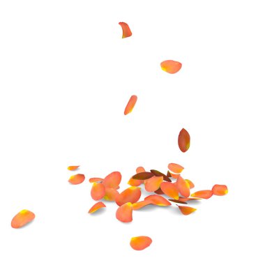 bir katta gül yaprakları