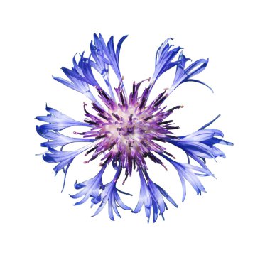mavi peygamber çiçeği. izole arka plan