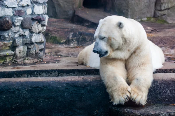 Bir kutup ayısı fotoğrafı — Stok fotoğraf