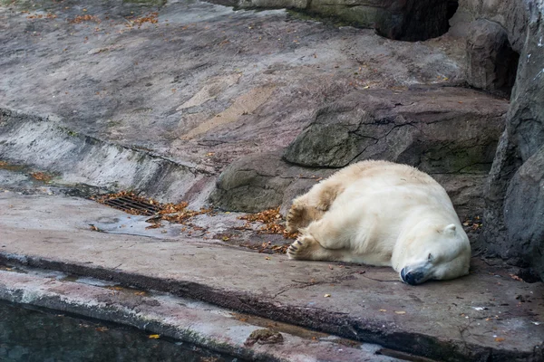 Polar bear cub — Stock Photo, Image