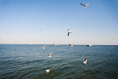Meeuwen. Odessa, Oekraïne