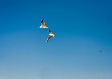 Meeuwen. Odessa, Oekraïne