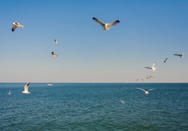 Meeuwen. Odessa, Oekraïne