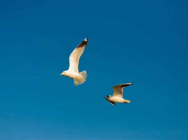 Gaivotas. Odessa, Ucrânia — Fotografia de Stock