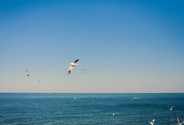 Seagulls. Odessa, Ukraine — Stock Photo, Image