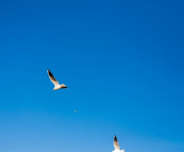 Gaivotas. Odessa, Ucrânia — Fotografia de Stock