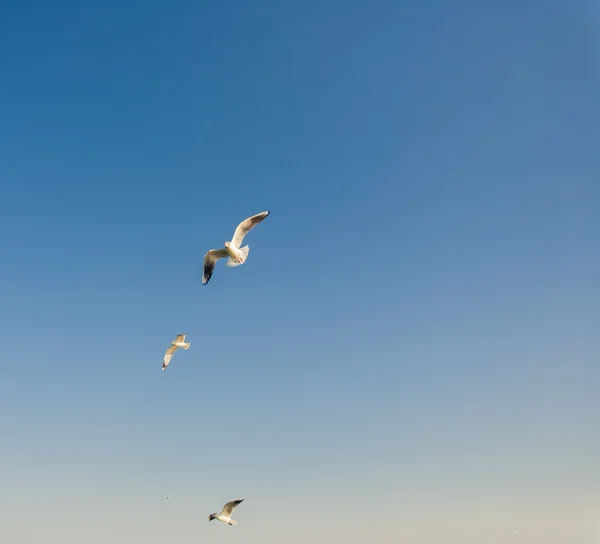 Gaivotas. Odessa, Ucrânia — Fotografia de Stock